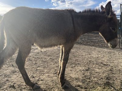 Burros