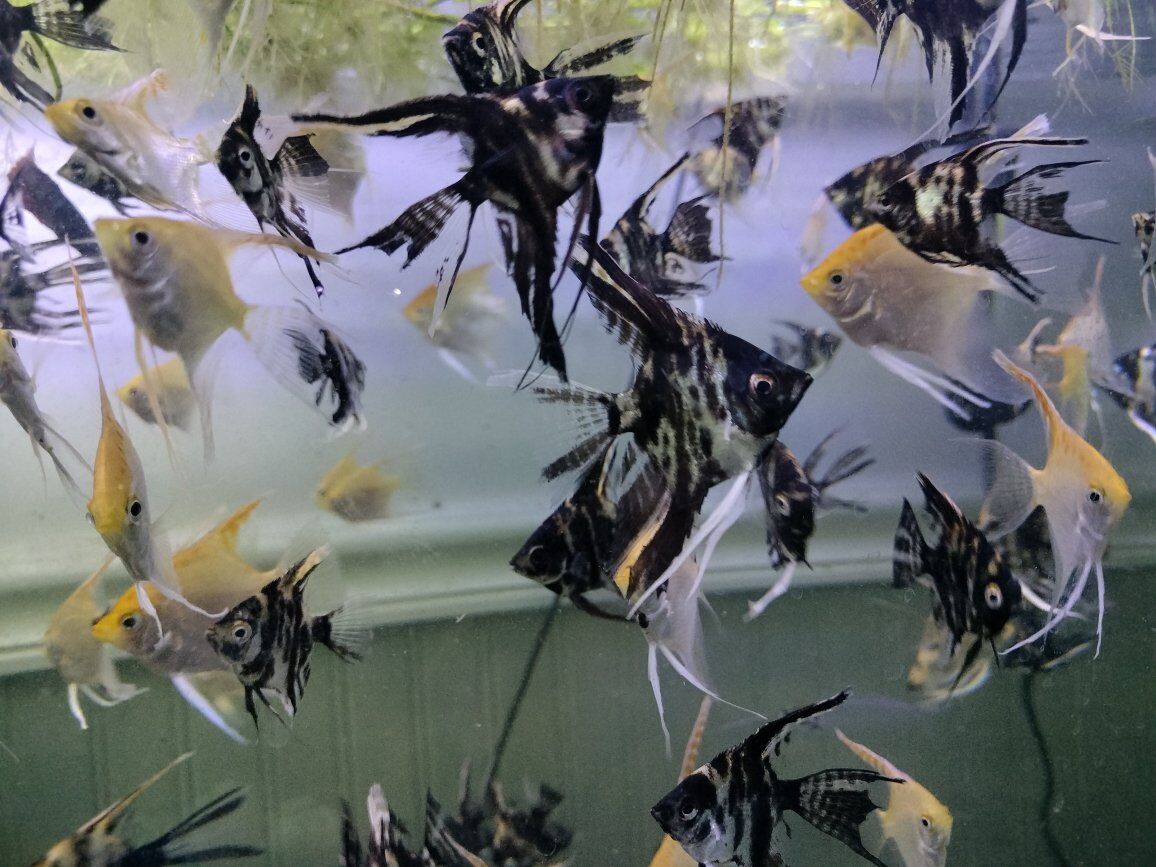 angle fish medium to large a few different colors