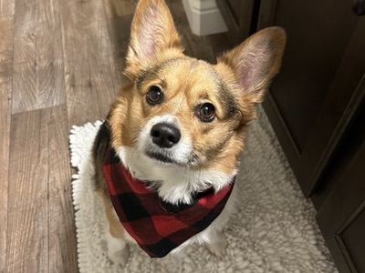 Corgi Mix