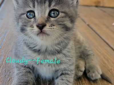 Ragdoll Mix Kitten