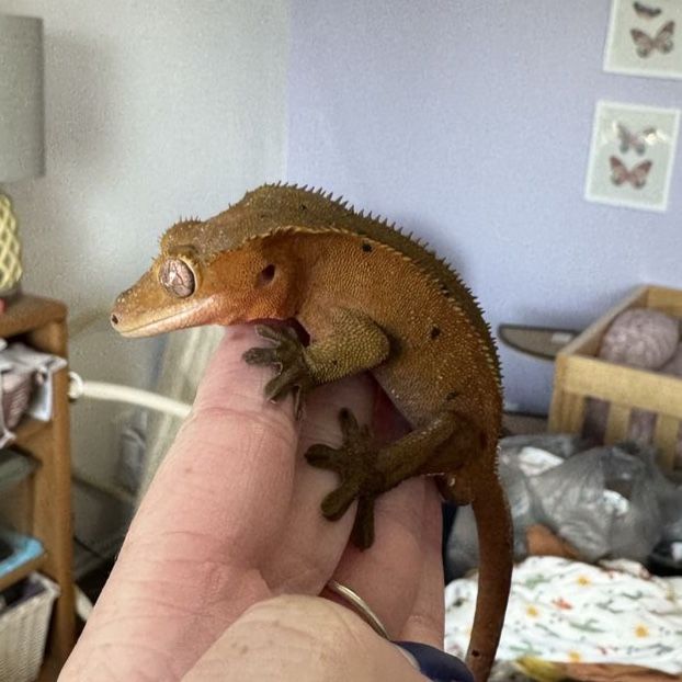 Crested Gecko proven breeder