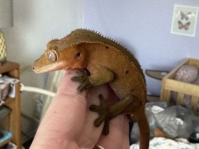 Crested Gecko proven breeder