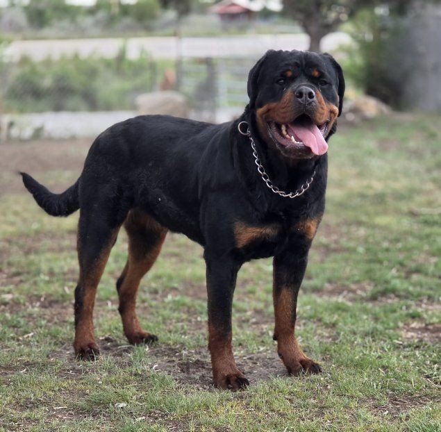 #1  Rated AKC German Rottweiler Puppies