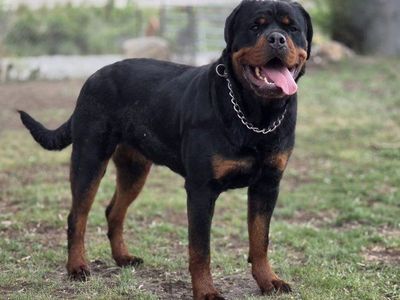 #1 Rated AKC German Rottweiler Puppies