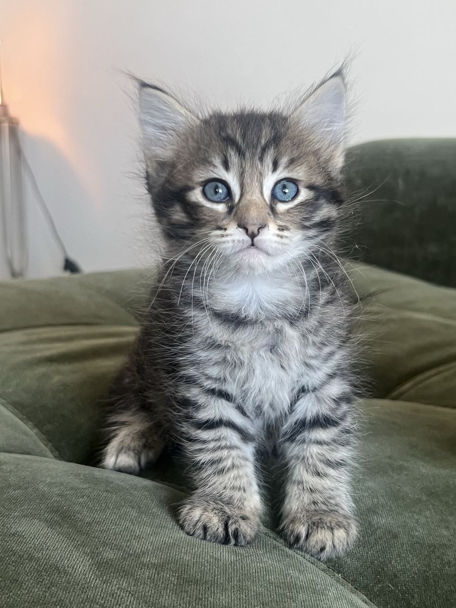 Pure Siberian Hypoallergenic Kittens – 2 Boys Available