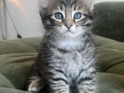 Pure Siberian Hypoallergenic Kittens – 2 Boys Available