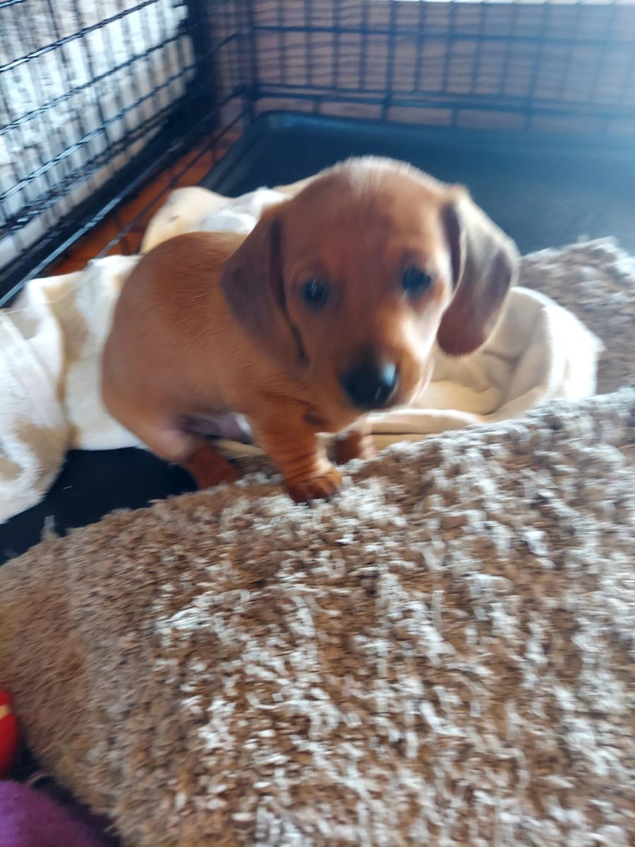 Cute miniature Dachshund puppy