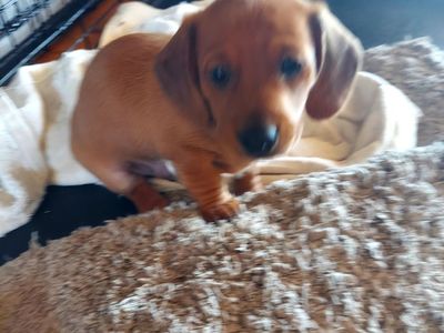 Cute miniature Dachshund puppy