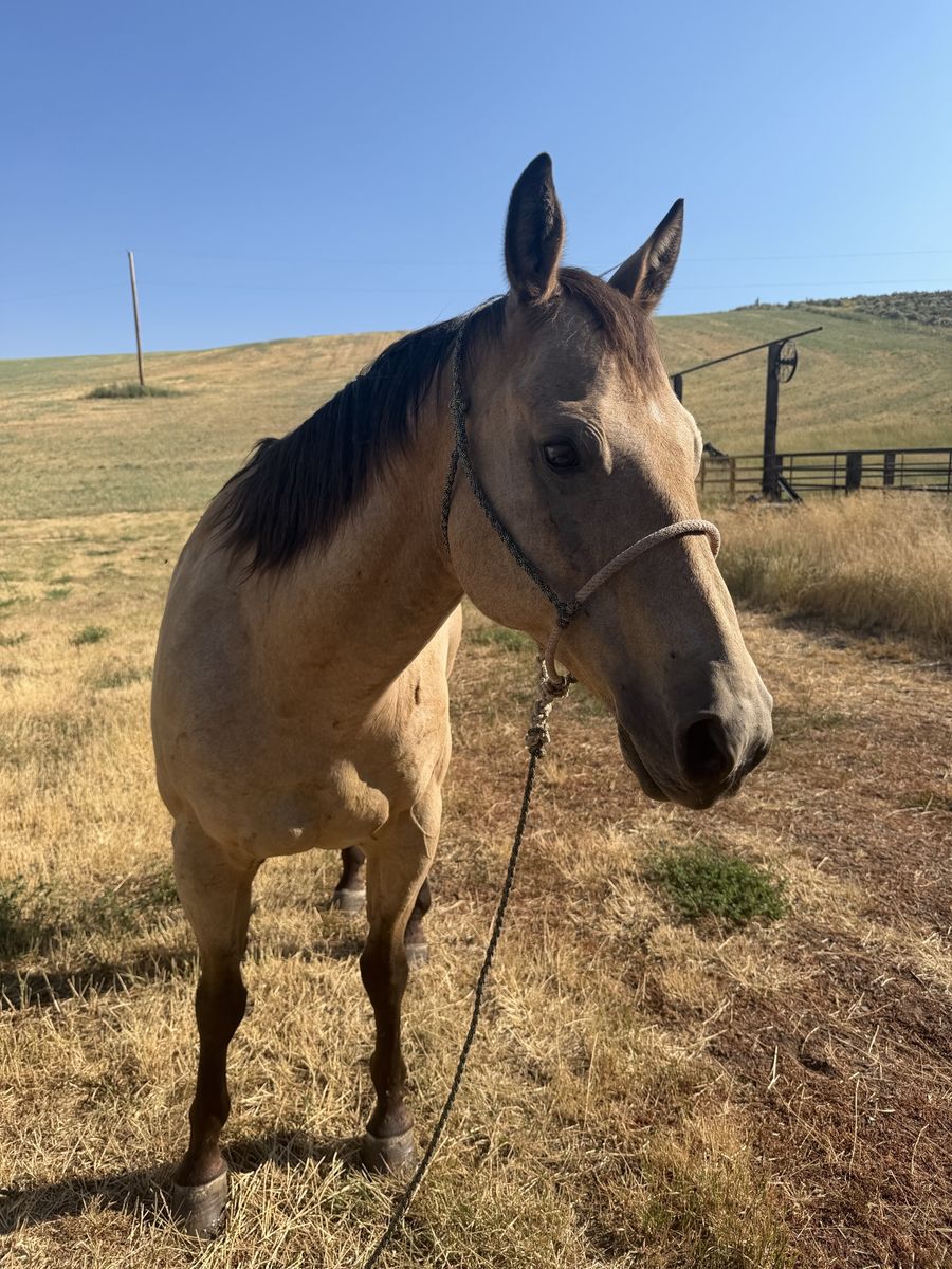 Breakaway Horse 