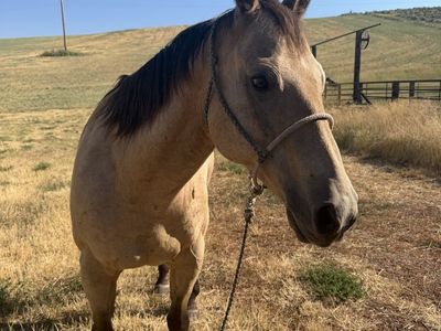 Breakaway Horse