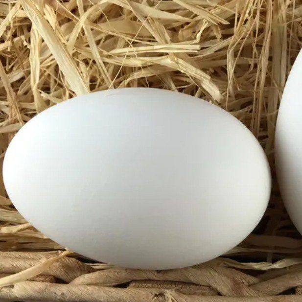 Easter Decor REAL Goose Eggs for crafts fertilized