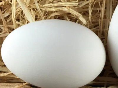 Easter Decor REAL Goose Eggs for crafts fertilized
