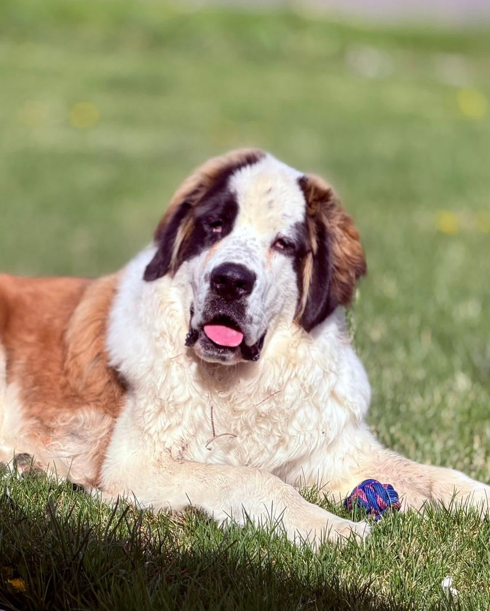 Saint Bernard Dog