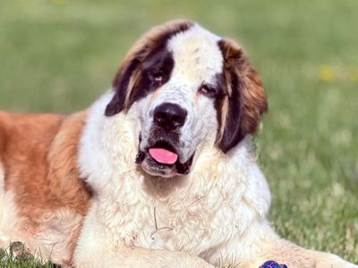 Saint Bernard Dog
