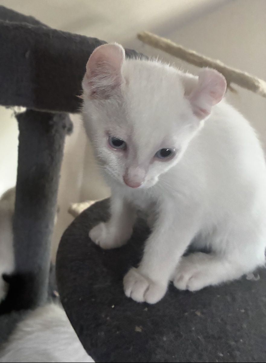 Adorable Highlander-Siamese Mix Kittens – Ready for their forever homes this weekend!"