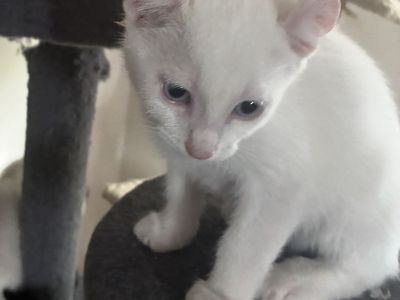 Adorable Highlander-Siamese Mix Kittens – Ready for their forever homes this weekend!"