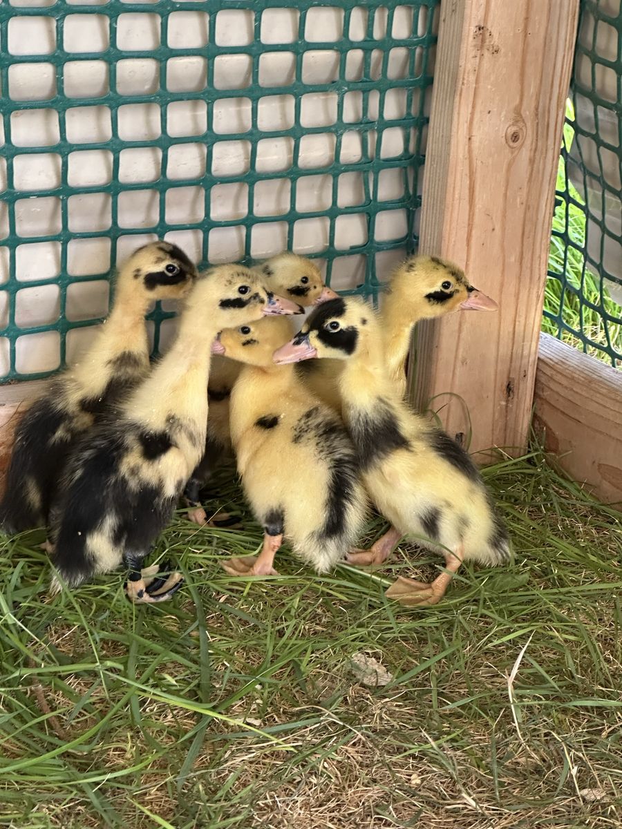 Week old Ancona ducklings 