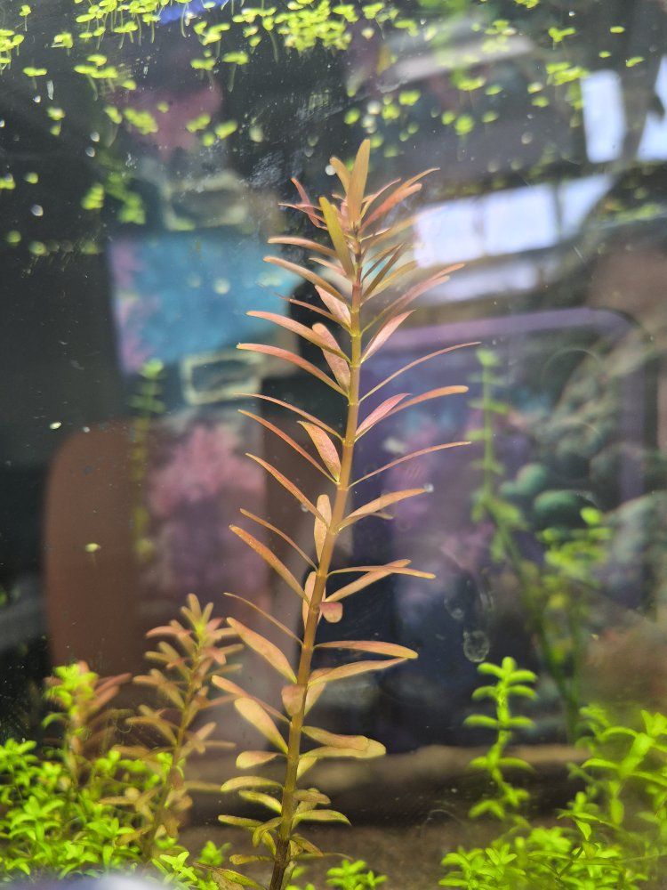 Rotola Rotundifolia Orange Aquarium Plant - Live Aquatic Stem Plant for Fish Tank