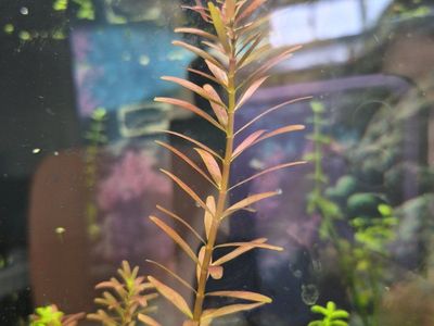 Rotola Rotundifolia Orange Aquarium Plant - Live Aquatic Stem Plant for Fish Tank