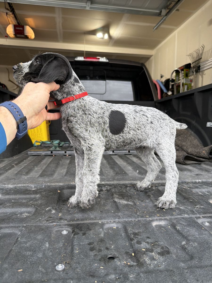 Male Purebred German Wire Hair Pup Available