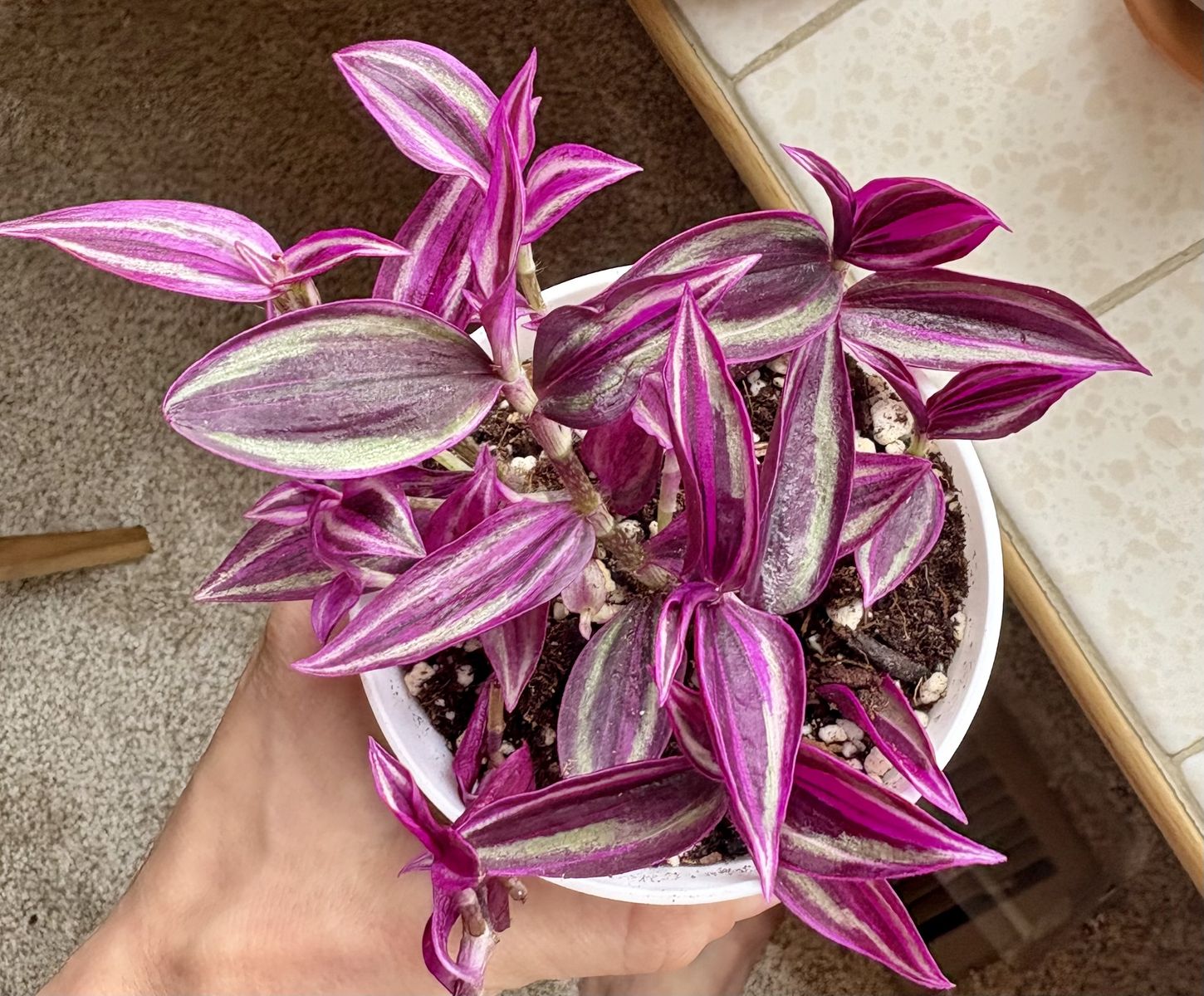 Pink Paradise Tradescantia Houseplant
