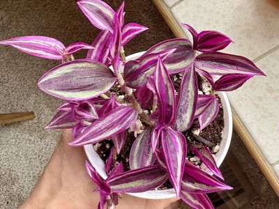 Pink Paradise Tradescantia Houseplant