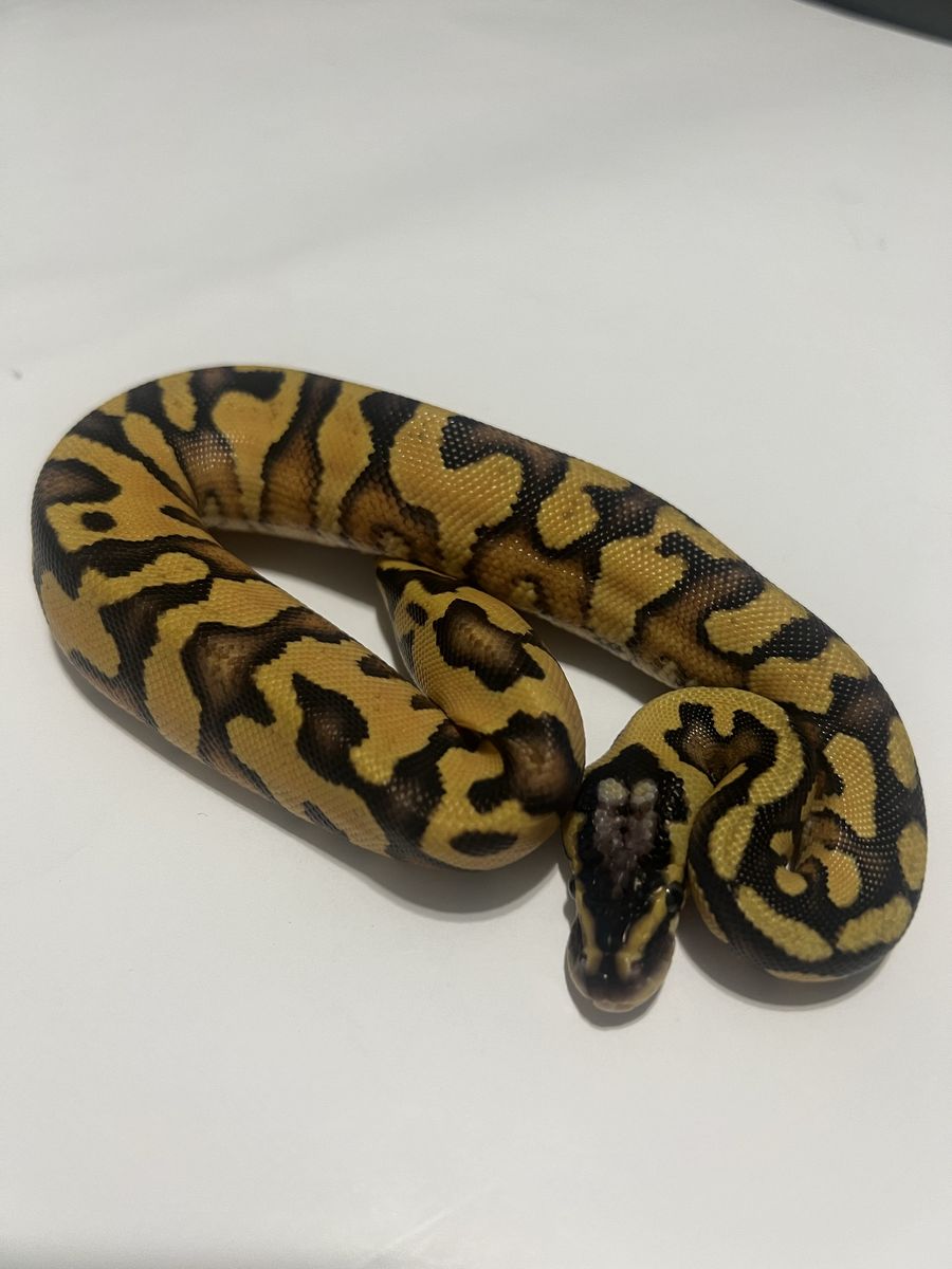 Ball Python Snake - Yellow and Black Morph #41