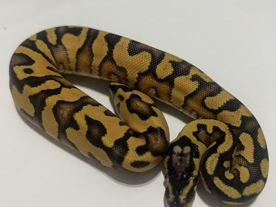 Ball Python Snake - Yellow and Black Morph #41