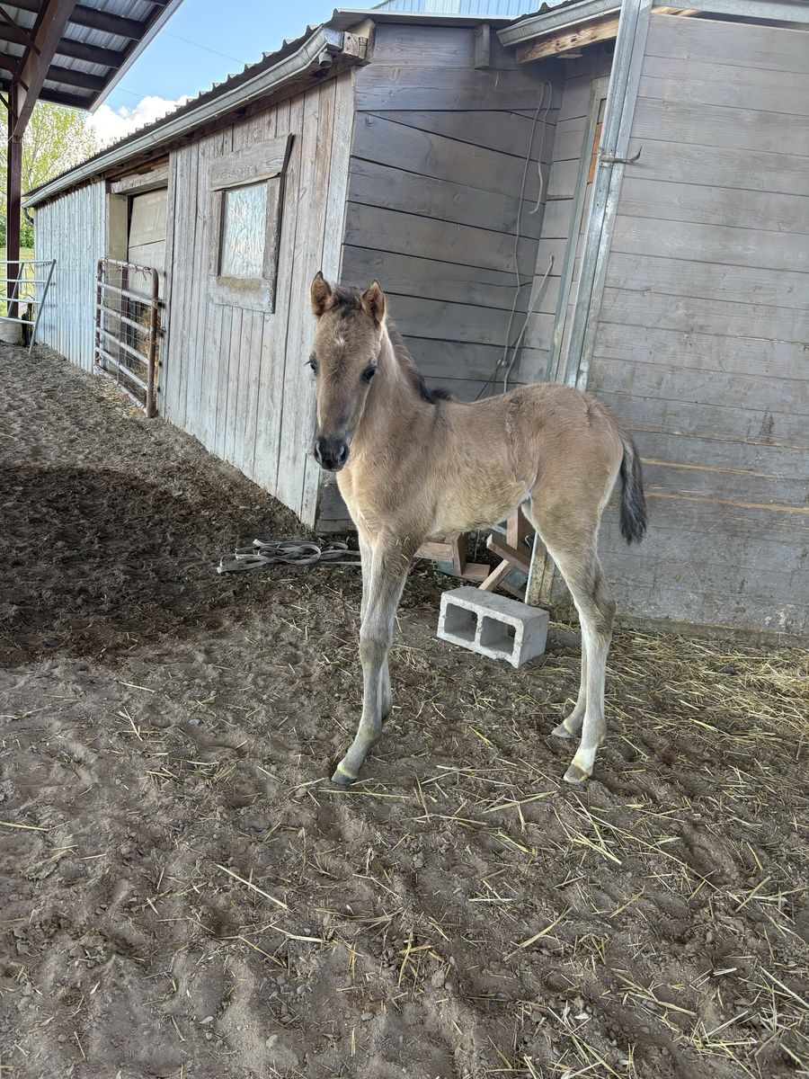 Grulla Filly: Sierra X Hesa Sailin Perty 4/10/26