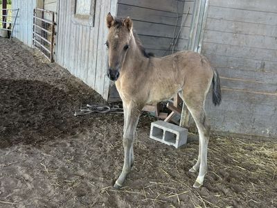 Grulla Filly: Sierra X Hesa Sailin Perty 4/10/26
