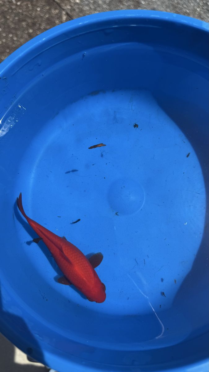 Variety of Healthy Koi and Comets