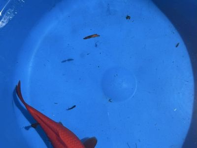 Variety of Healthy Koi and Comets
