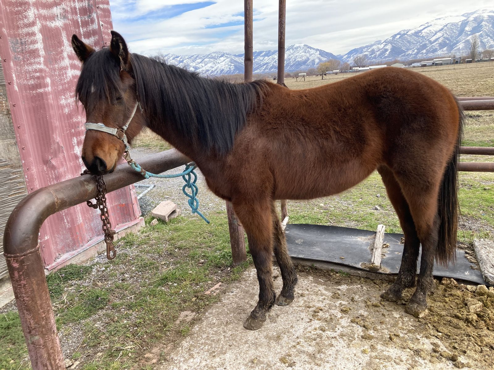 2 Year Old AQHA Filly