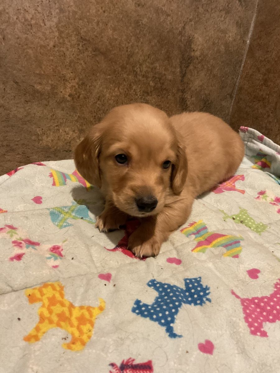 AKC LONG HAIR male Dach