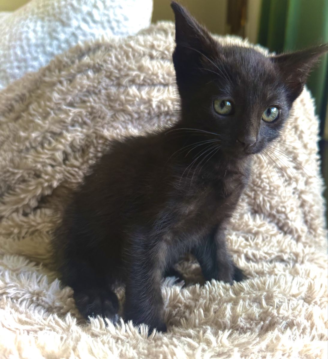 Kittens
