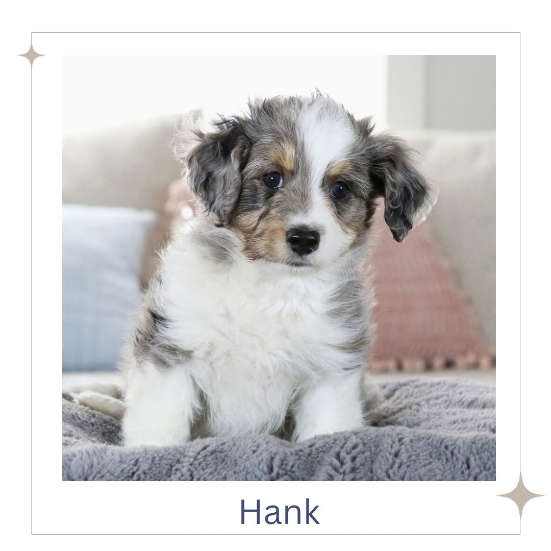 Micro Australian Mountain Doodle Puppies