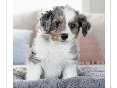 Micro Australian Mountain Doodle Puppies