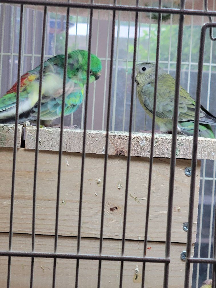 REDRUMP BIRD 9 months old!  $100.00 Each!