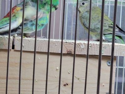 REDRUMP BIRD 9 months old! $100.00 Each!
