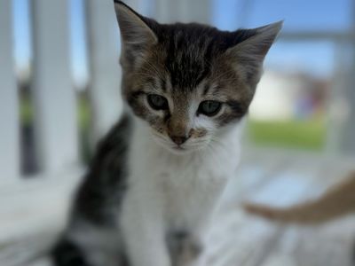 Boy kittens kitty black, orange, calico/Torbie