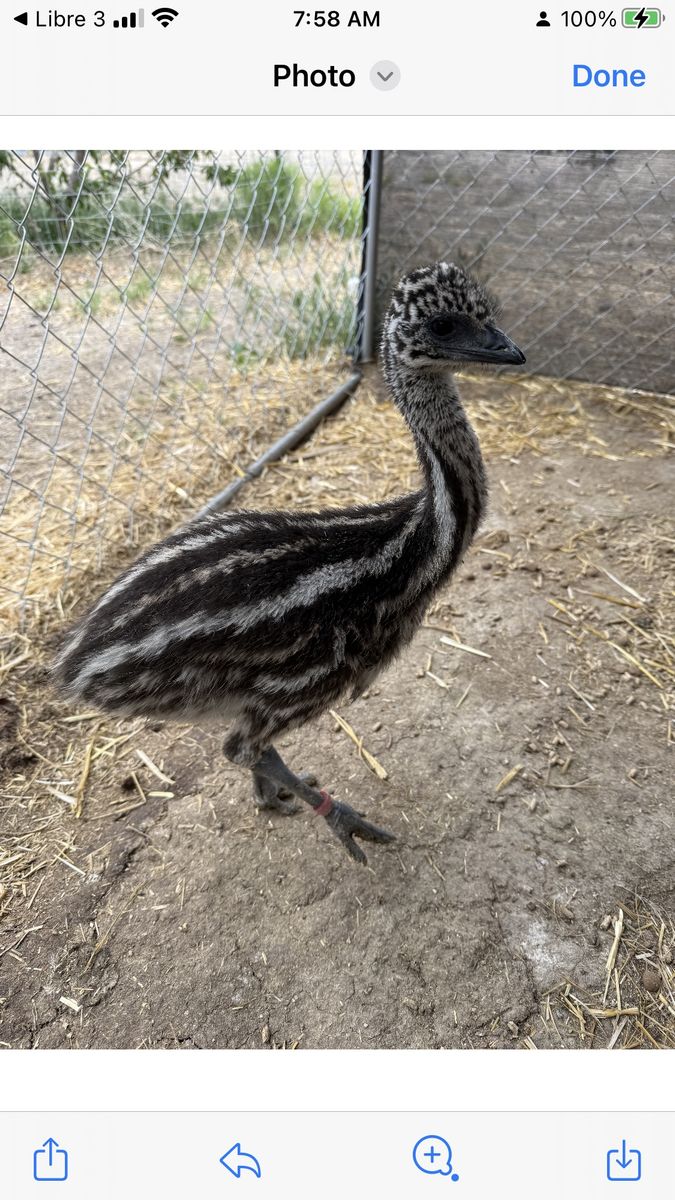 Standard Female Emu Chick
