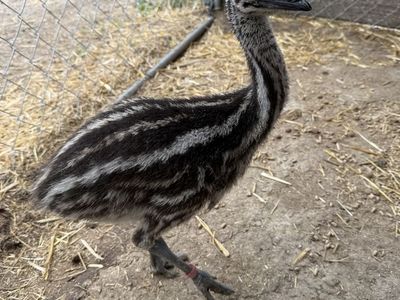 Standard Female Emu Chick