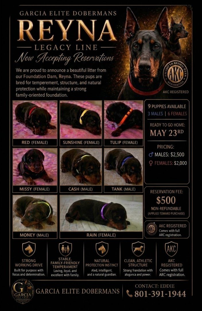AKC Registered Doberman Puppies - Reserve Now!