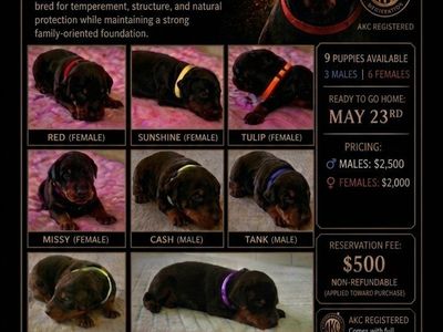 AKC Registered Doberman Puppies - Reserve Now!