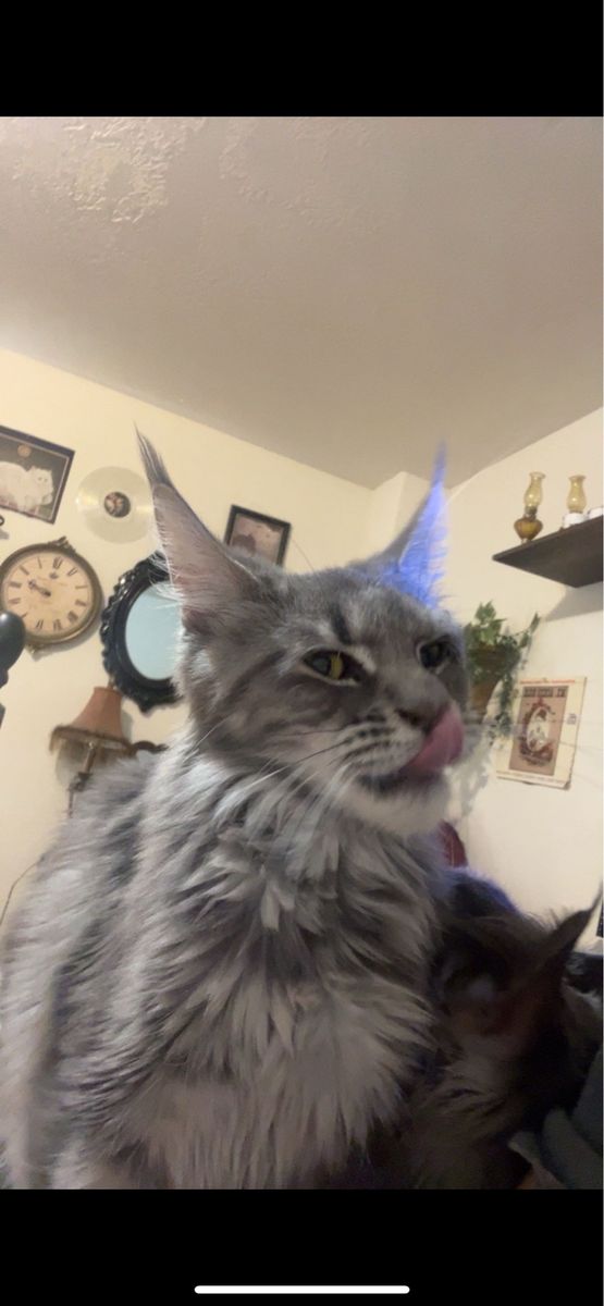Female maine coon