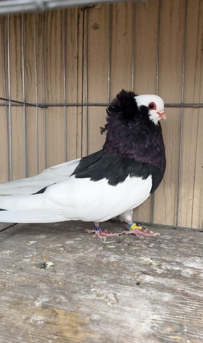 Komorner tumbler pigeons