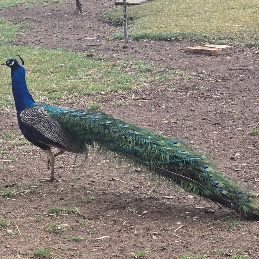India Blue Peacock