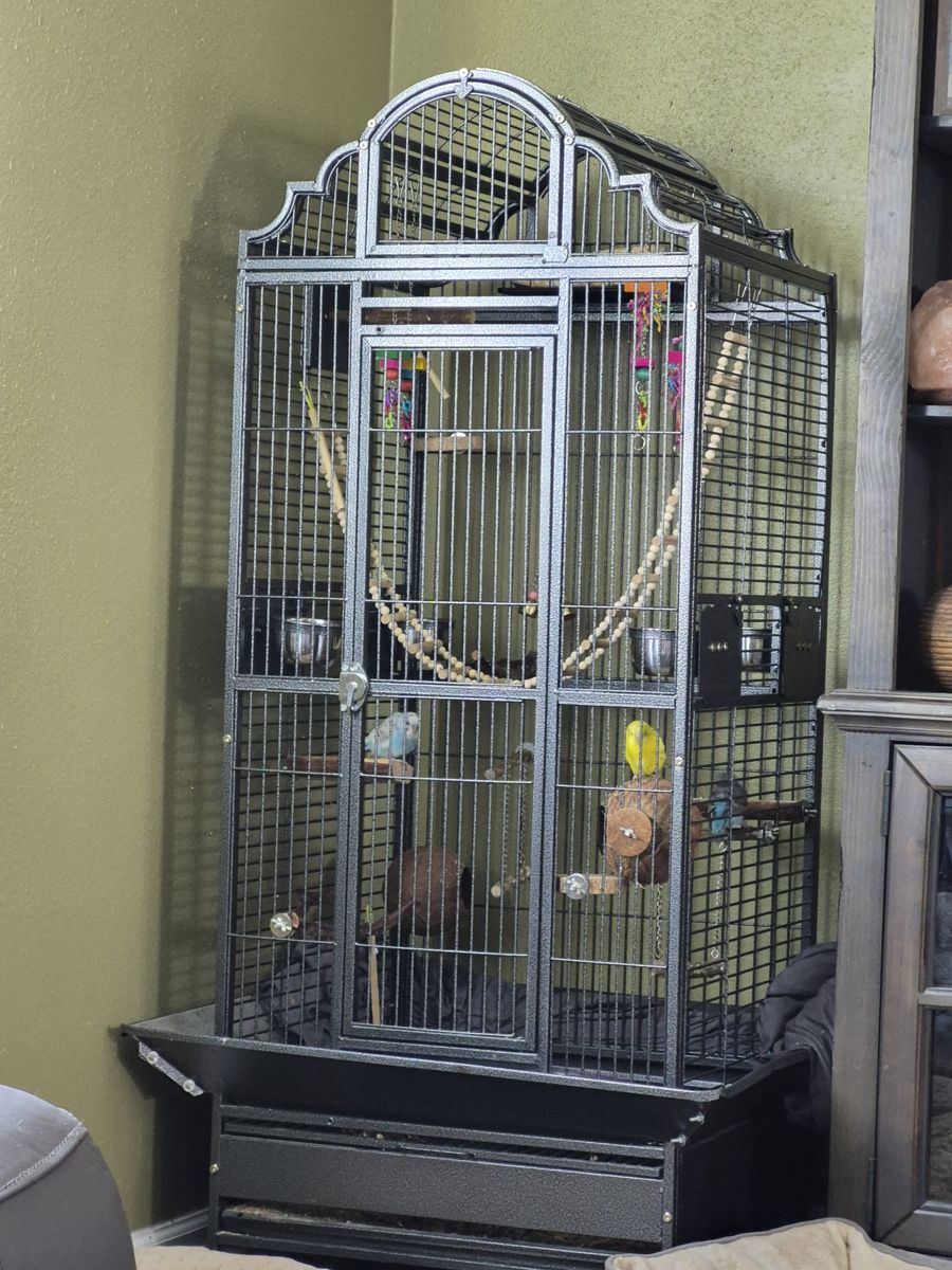 Parakeets