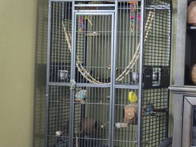 Parakeets