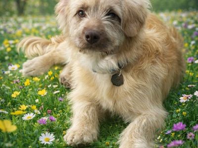 Rowland - Mixed Breed Male - Available for adoption